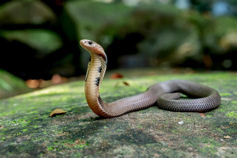 香港最毒的蛇|辨認蛇類 — HongKongSnakeID.com